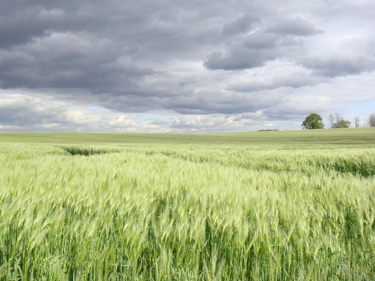 Kleine Auszeit - Natur Und Erholung In Mecklenburg Reimershagen Buitenkant foto