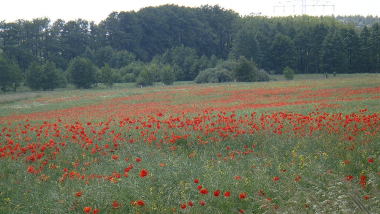 Kleine Auszeit - Natur Und Erholung In Mecklenburg Reimershagen Buitenkant foto
